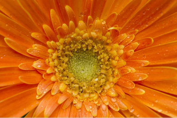 Gerbera flower — Stock Photo, Image