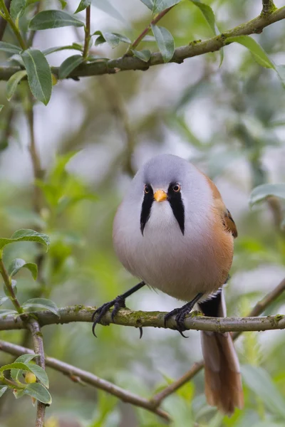 Skäggiga tit — Stockfoto