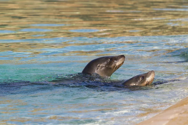 Sea Lion — Stock Photo, Image