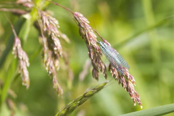 草蜻蛉在草地上 — 图库照片