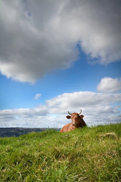 草の上に横たわる牛 — ストック写真