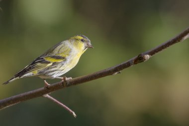 iskete üzerinde şube