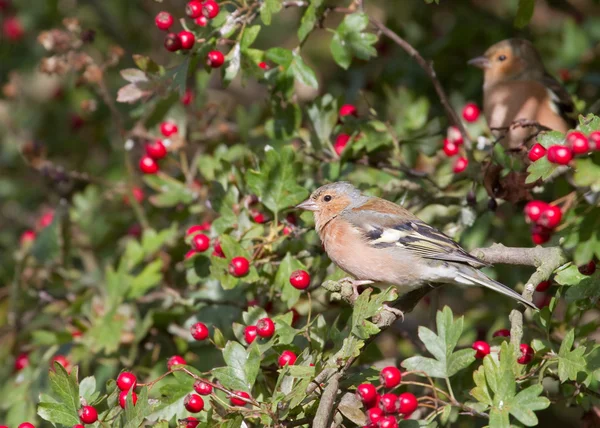 Hawthorn ispinoz — Stok fotoğraf