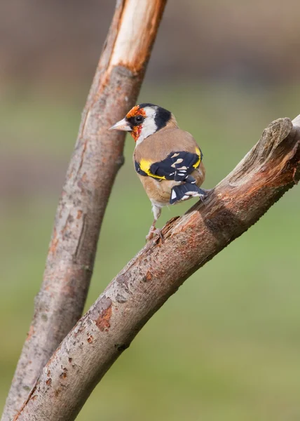 Belo Goldfinch — Fotografia de Stock