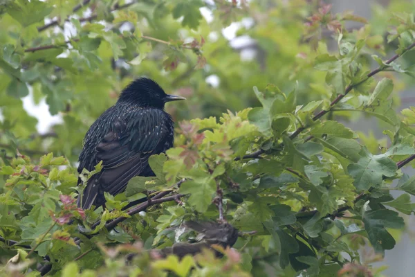 Estorninho (Sturnus vulgaris ) — Fotografia de Stock