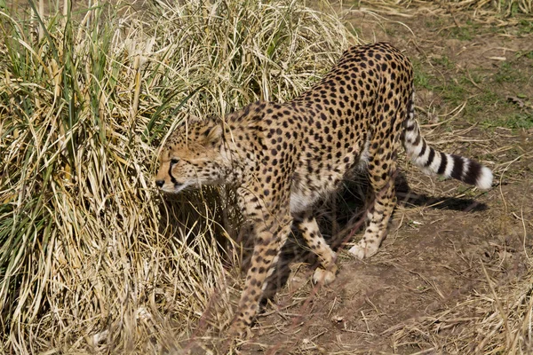 Guepardo gato grande — Foto de Stock