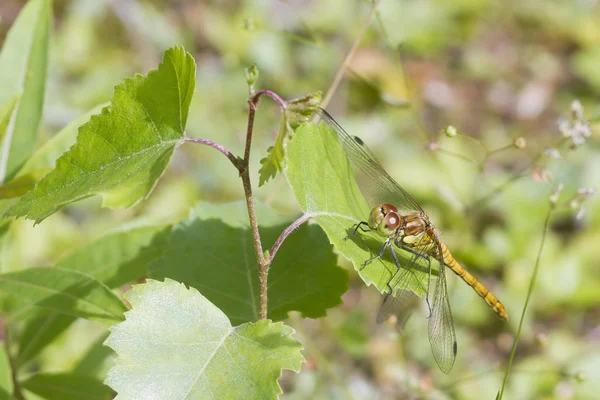 Gele dragonfly — Stockfoto
