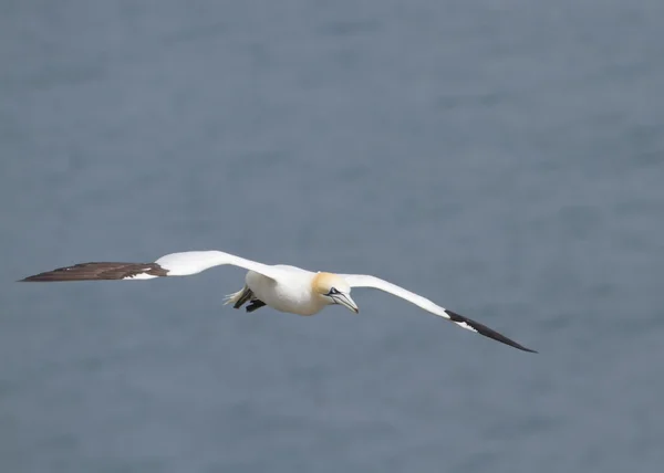 Gannet uçuş — Stok fotoğraf