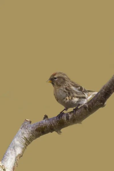 Gråsiska på trädgren — Stockfoto