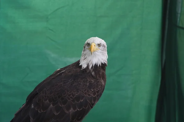 Bald eagle rovfågel — Stockfoto