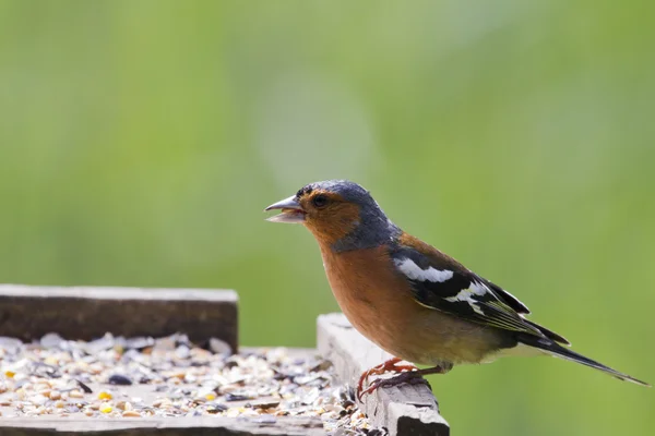 Chaffinch on table — Stock Photo, Image