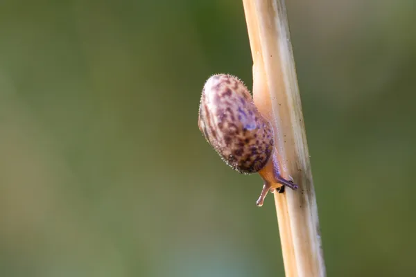 Caracol de jardim — Fotografia de Stock