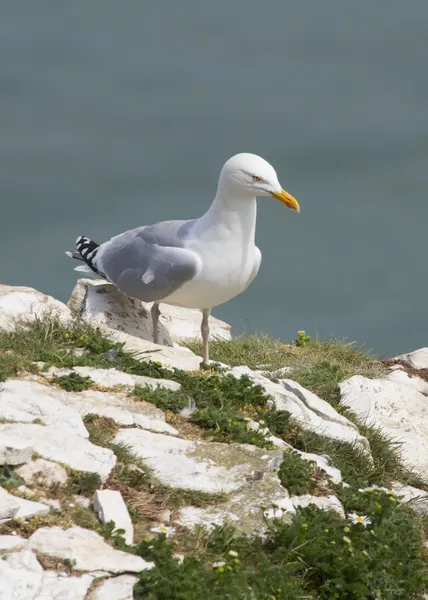 Gaviota de arenque —  Fotos de Stock