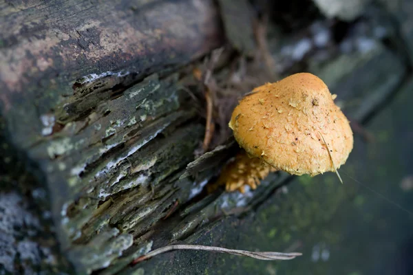 Brown Fungus — Stock Photo, Image