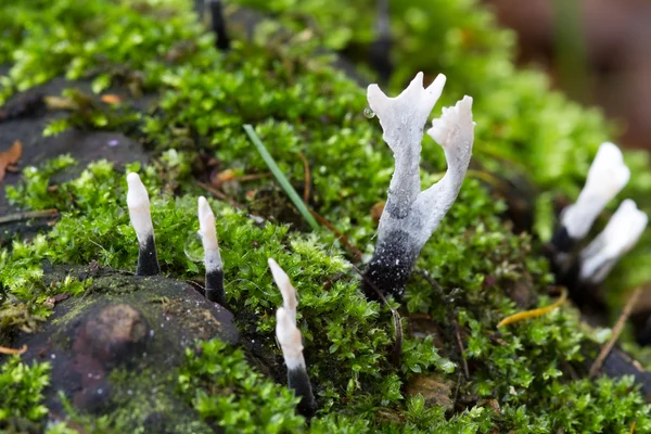 Candlesnuff Fungus — Stock Photo, Image