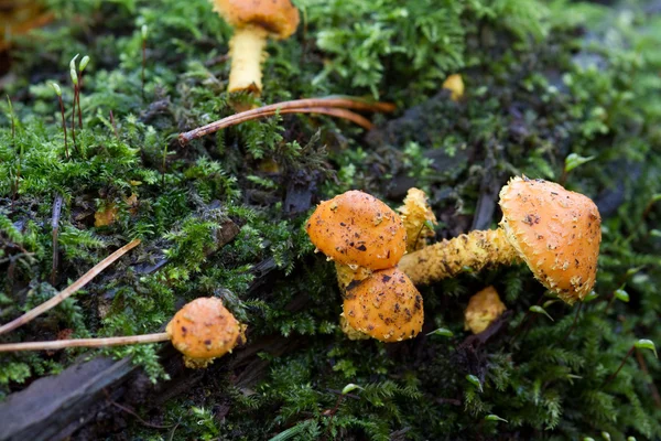Fungus in autumn — Stock Photo, Image