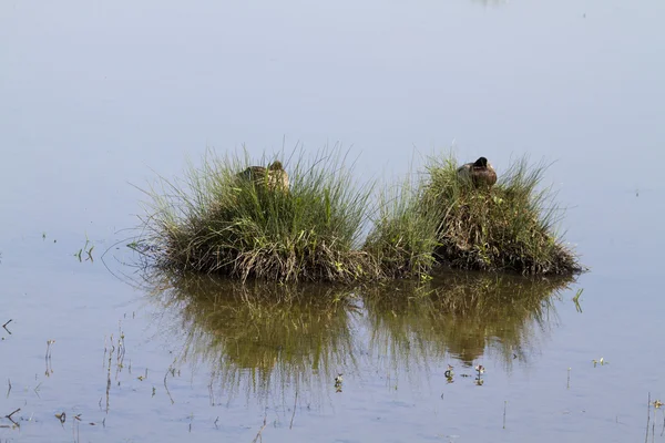 Маллардские утки — стоковое фото