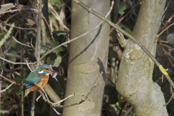 Kingfisher (Alcedo en este) —  Fotos de Stock