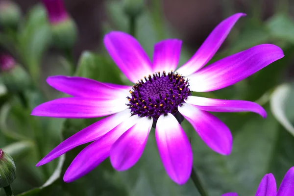 Senetti blomma — Stockfoto