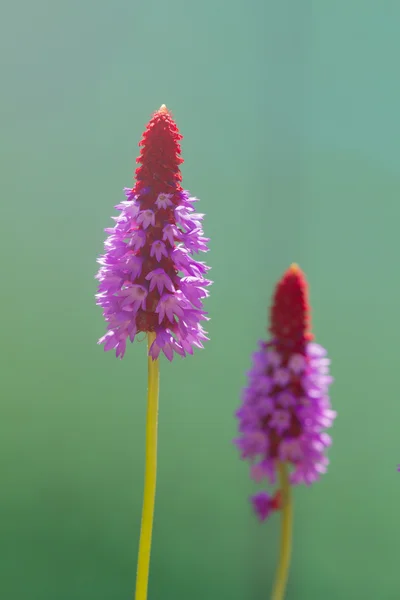 Primula Vialii espiga de la flor —  Fotos de Stock