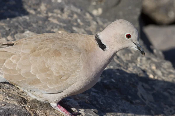 Collard Dove — Stock Photo, Image