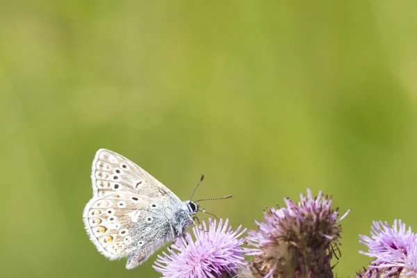 Farfalla blu comune — Foto Stock