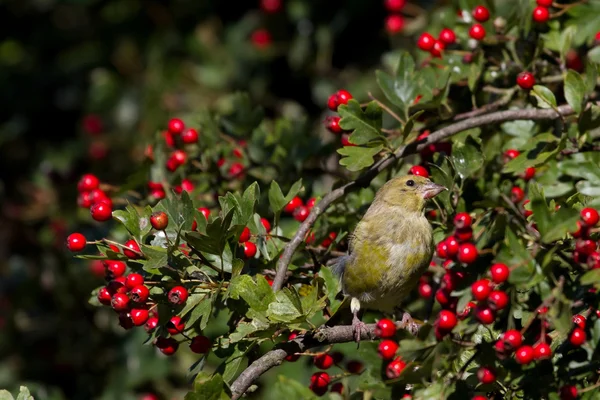 Greenfinch in hawthorn — Stock Photo, Image