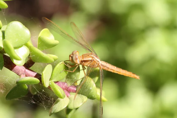 Dragonfly op plant — Stockfoto