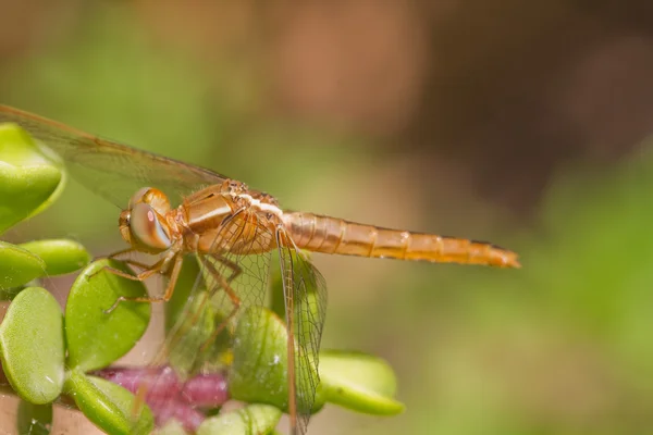 Dragonfly op plant — Stockfoto