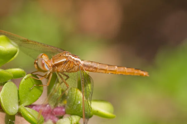 Libélula na planta — Fotografia de Stock