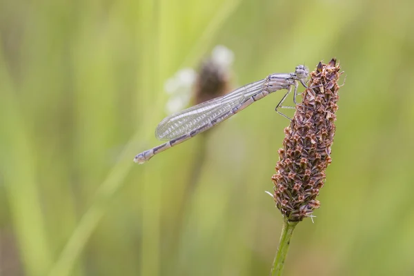 Damselfly en la hierba — Foto de Stock