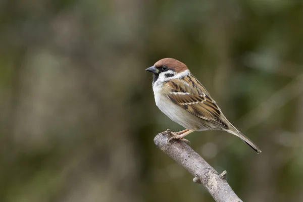 Tree sparrow — Stock Photo, Image