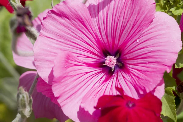 Pembe çiçek — Stok fotoğraf