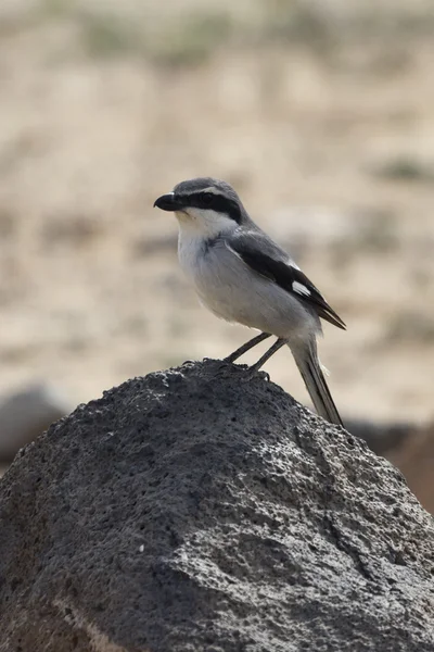 Bozkır örümcek kuşu