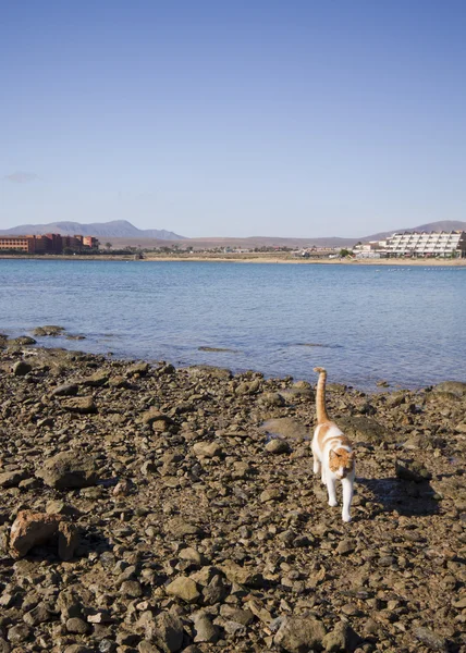 Vista de la costa con un gato salvaje — Foto de Stock