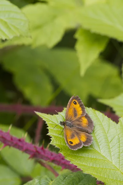 Gatekeeper fjäril — Stockfoto