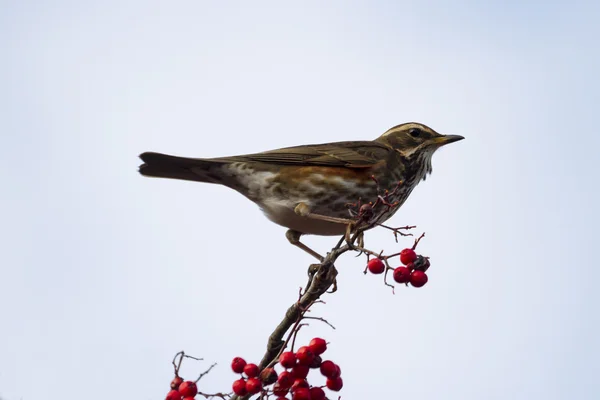 Redwing perched on branch — Stock Photo, Image