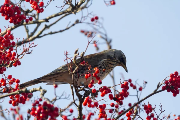 Fieldfare with red berries — Stock Photo, Image