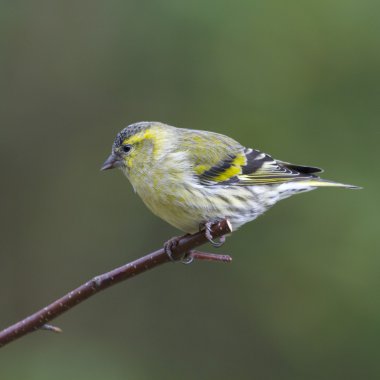 iskete üzerinde şube