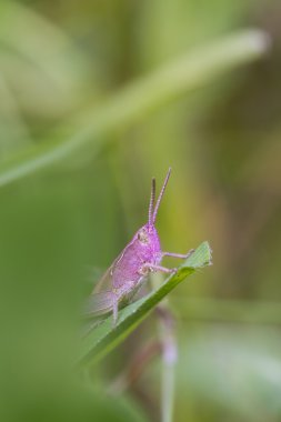 pembe çekirge