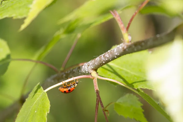 Roter Marienkäfer — Stockfoto