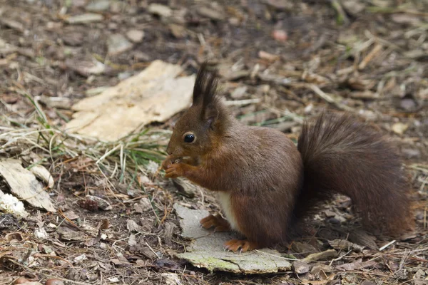 Red Squirrel — Stock Photo, Image