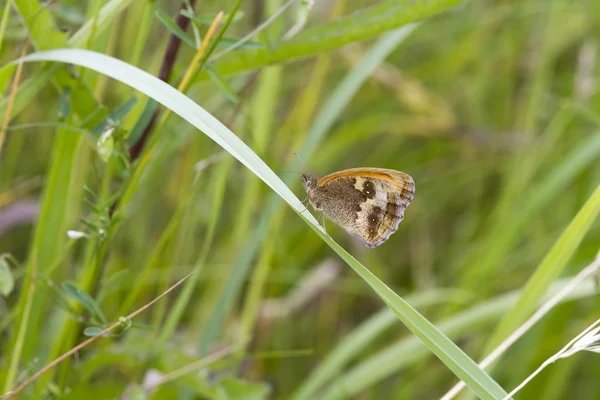 Farfalla custode — Foto Stock