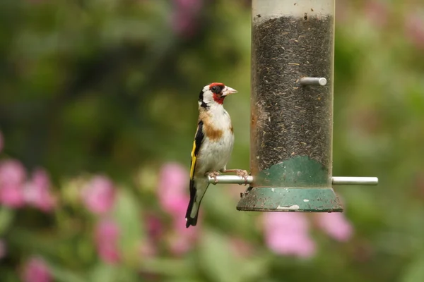 Goldfinch on feeder — Stock Photo, Image