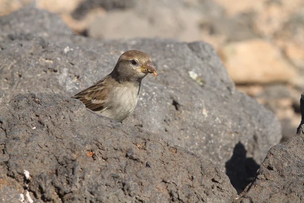 Sparrow, fuerteventura — Stock fotografie