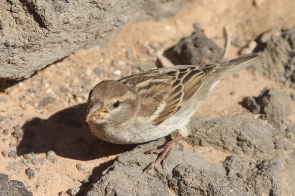 Sparrow  from Fuerteventura — Stock Photo, Image