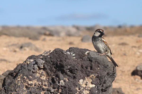 Gorrión de Fuerteventura —  Fotos de Stock