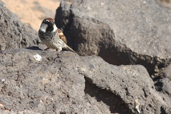 Sparrow från fuerteventura — Stockfoto