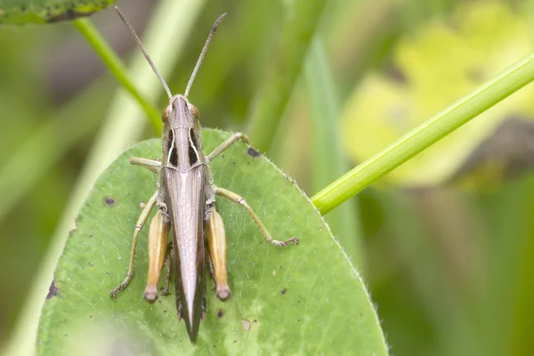 Sprinkhaan op blad — Stockfoto