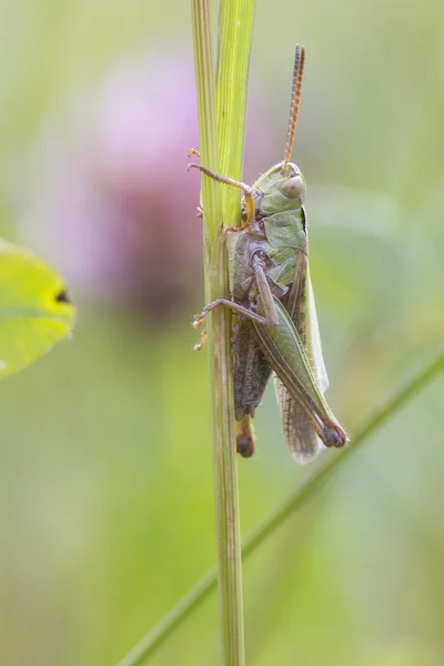 Grasshopper on stem — Stock Photo, Image